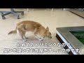 【チワワ】愛ちゃん初トリミング［兵庫ペット医療センター 尼崎本院］happy dog glooming