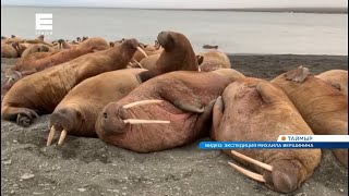 Красноярские фотографы сняли на видео отдыхающих на море Лаптевых счастливых моржей