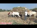 बैलगाडी ऊस वाहतूक 2022 part 28 sugarcane transportation by bullock cart usachi bailgadi