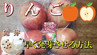 【りんごの種】早く発芽させる方法 食べたリンゴを種から育てる