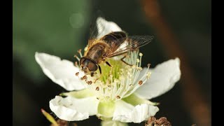 Hoverflies: Gardeners Best Friends | Discover the Hoverfly Species in the UK (Mission: Invertebrate)