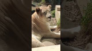 近春★⑫ホワイトライオン・白獅子・リズムちゃん・沖縄こどもの国・・・White_Lion・Okinawa Zoo \u0026 Museum(20230208)