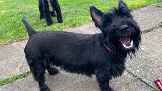 Scottie Dog Zoomies