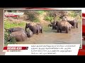 hosur elephant news 22 november 2024