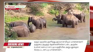 Hosur Elephant News 22 November 2024