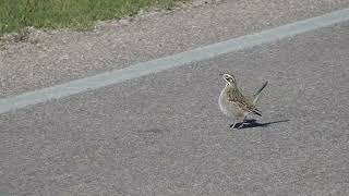 Lark Sparrows Look Funny When They Run