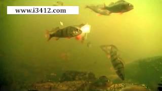 i3412 com video FishCam 360