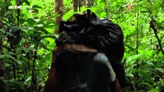 Luxuriante Amazonie   Danger   HD Documentaire