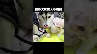 子猫が犬に甘える瞬間がかわいすぎる...#猫 #cat