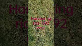 paddy 1692 harvesting #paddy #seed #rice