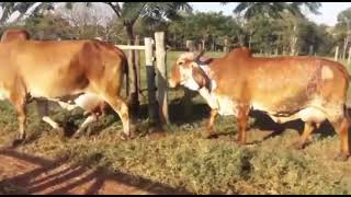 Girolando / Gyr cattle of dairy cows / Farm life