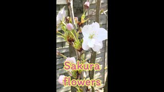 Sakura flowers ,My Garden,  ดอกไม้ เมืองหนาว,ดอกซากุระ #Shorts