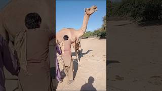 Camel is crying #viral #sorts