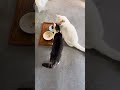 朝の挨拶 ねこ動画 ねこ cat ネコ