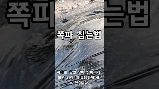 쪽파 심는 법/ 반드시 지금 심으세요 김장때 유용하게 쓰입니다/쪽파는 두번 심으세요