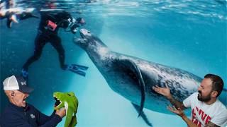Divers React to Horrifying Leopard Seal Attack