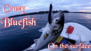 Spinning Bluefish/Seabass on surface-live strike on Rapala Walk'n Roll 10 cm