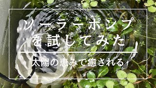 【ビオトープ】ソーラー噴水ポンプを試す【お遊び水流】