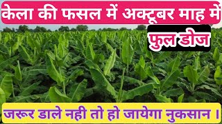 केला रोपाई के 80-90  दिनों के बाद कौन से पोषक तत्वों को डालें।banana cultivation//banana farming.