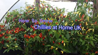 How to Grow Chillies at Home in UK.🇬🇧มาปลูกพริกเผ็ดๆ🌶🌶🌶🌶🌶ในสวนผักไทยอิงแลนด์ด้วยกันค่ะ