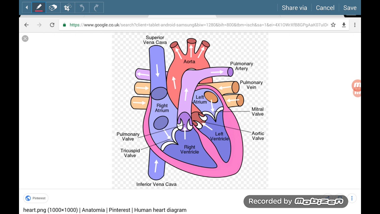 Gcse Revision: 3 Minutes On The Heart And Blood Vessels - YouTube