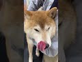 ペットクリニックにて爪切りと血液検査をする柴犬マメ