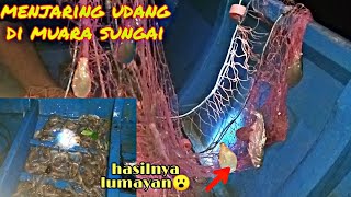 menjaring udang di muara sungai. hasilnya lumayan