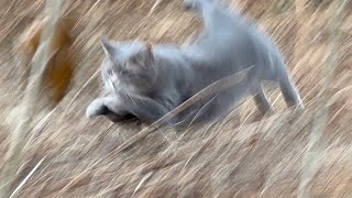 風が強く寒い朝..  元気に外に出て..  勢いよく草むらを走り抜ける猫…【さっちゃんとおばあちゃんの散歩・779日目】・・・