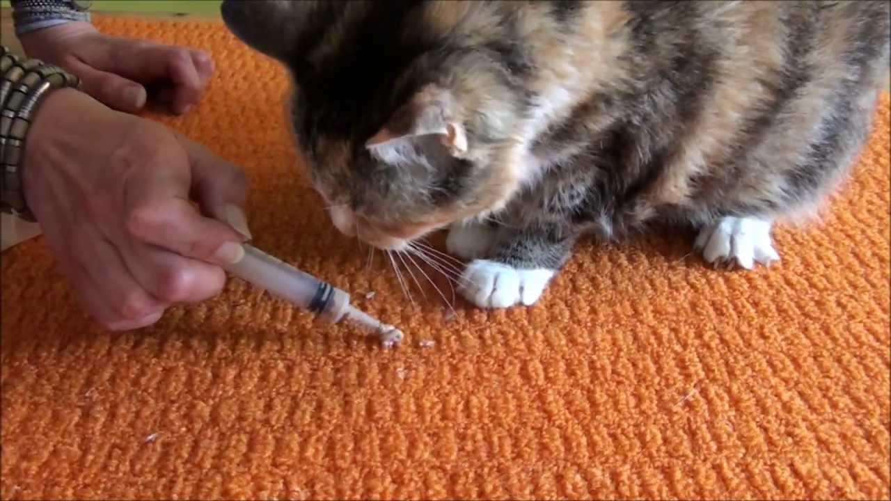 Medicating Tricks And Tips Housepetscare