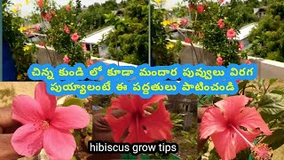 hibiscus grow tips/చిన్న కుండి లో కూడా మందార పువ్వులు విరగ పుయ్యాలంటే ఈ పద్దతులు పాటించండి