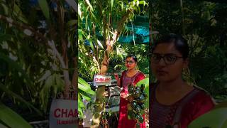 മധുരവും ഔഷധവുമായ ഒരു അപൂർവ്വ പഴം| Chammaliang fruit #shorts #jobinmagicworld