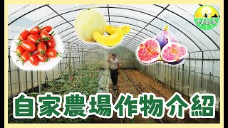 【日常】自家農場作物介紹 《田野趣事》｜玉女番茄｜洋香瓜｜無花果｜