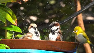 गौरैया स्नान | चिमणी आंघोळ करत असताना | गौरइया | भँगेरा | ચકલી | Bird bath | sparrow bath | waterpot