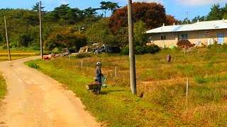 시골땅,반값이하~1만5천원~포기하고,땡처리,체류형쉼터,과수원,임업인,임야관리사,체험농장,농막,컨테이너가족캠핑장,급매물부동산 매매,급매물과 반값매매/010-7923-3663