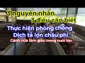 Chia sẻ 3 nguyên nhân, 3 điều cần biết để phòng chống dịch tả lợn châu phi ☎️0372225255