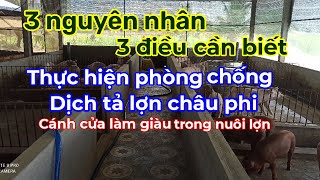 Chia sẻ 3 nguyên nhân, 3 điều cần biết để phòng chống dịch tả lợn châu phi ☎️0372225255