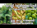 നെല്ലി കായ്ക്കാൻ|nelli kaykkan malayalam|amla plant|fruit plants malayalam|plants in pot