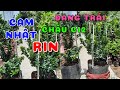 Cây Cam Nhật rin đang trái | 0386569374 - Ngọc Ngân Bến Tre | Chuyên cây độc lạ