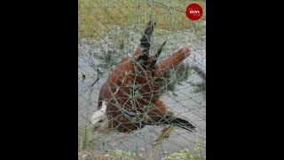 Residents of Paravur village in Ernakulam rescue a trapped Brahminy kite