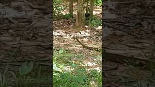 big snake catching frog #shorts #youtubeshorts #shortvideo #trending #kerala #malayalam #snake