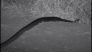 African python! Rosie's Pan - africam - explore.org