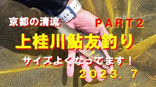 鮎釣り最高！釣り具王カスタム４５【京都上桂川の鮎釣り】２０２３年（令和５年）７月、鮎も大きくなってきました。瀬釣り、泳がせ釣り、夏は鮎友釣りですね！