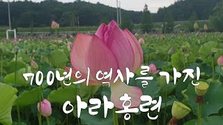 #아라홍련#함안연꽃테마파크#경남함안 #Ara Hongryeon #Haman Lotus Theme Park #Gyeongnam Haman