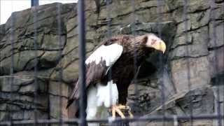 Steller's sea eagle / オオワシ(大鷲)