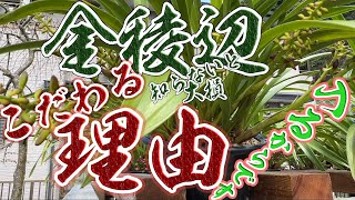 【ニホンミツバチ誘因欄 知らないと損 !? キンリョウヘンにこだわる理由 】 ニホンミツバチが入るからです！・金稜辺を大量に育てています