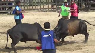 โคโหนดชาติพยัคฆ์ลายมังกร(บุญรอด) vs โคดุกด้างเพชรฆาตทายาทฉะม้อย (เจ้าสายฝน)-- ท่าหรั่ง 19 กันยายน 65