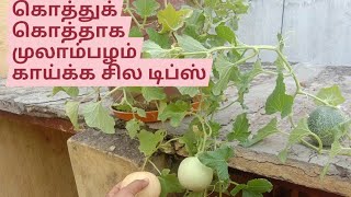 நிறைய முலாம்பழம் காய்க்க சில டிப்ஸ்...How to get more muskmelon in one plant/முலாம்பழம் வளர்ப்பு