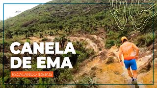 Explorando a Canela-de-Ema: Tradição, Impacto e Conservação