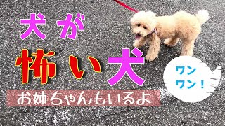 犬に吠えられると怖いトイプードル　日曜日の散歩/犬のくせに気になるところがどこだか探せない　トイプードルみーや