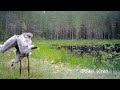 kurjen poikanen päiväunilla finland nature wildlife camera riistakamera